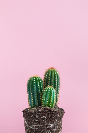 Green Cactus isolated without pot on pink background. Deadpan style. Realistic.の写真素材
