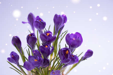 Violet Crocuses on the grey bokeh. Spring March or Easter postcard concept.の写真素材