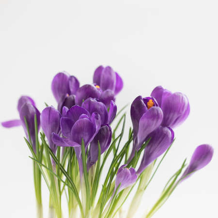 Violet Crocuses isolated with selective focus Spring postcard concept. Toned.の写真素材