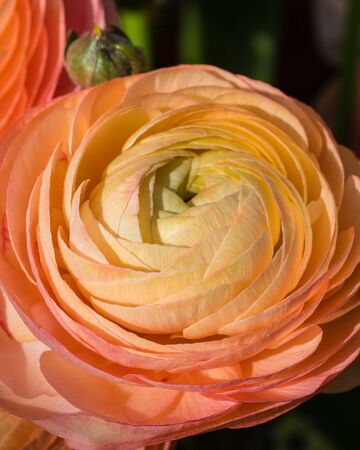 Orange ranunculus macro on green background. Spring posctacrd concept. Toned.