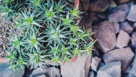 Green Cacti succulent flat lay banner on rustic stone background. Toned vintage.の写真素材