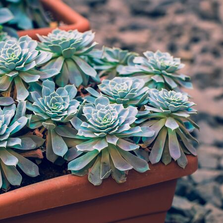 Green Cactus potted on rustic stone background. Toned vintage. Macro.の写真素材