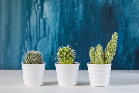 Three green cacti in white ceramic pots on the blue painted background, tonedの写真素材