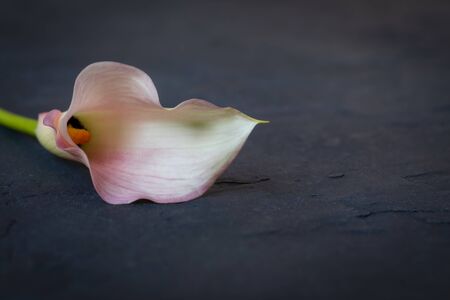 Calla on dark background, postcard or wedding invitation concept, tonedの写真素材
