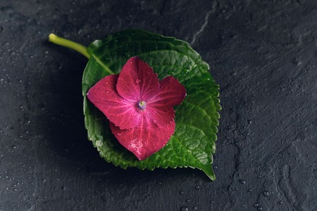 Purple hydrangea flower, macro isolated, with waterdrops, top view, postcard conceptの写真素材