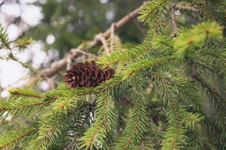 Spruce branch with a cone, close up, tonedの写真素材