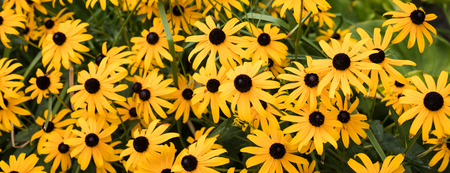 Banner with yellow rudbeckia flowers, toned vintageの写真素材