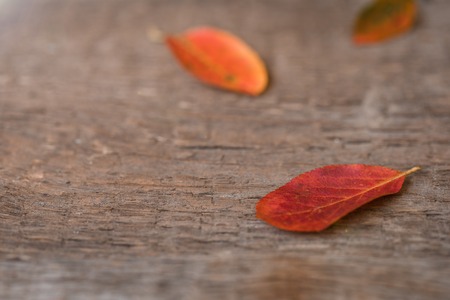 Autumn red and orange leaves, rustic wooden backgroundの写真素材