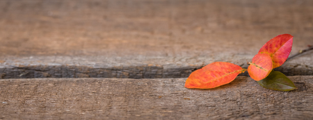 Autumn red and orange leaves, banner wooden backgroundの写真素材