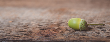 Green acorns on the rustic wooden background, banner, tonedの写真素材