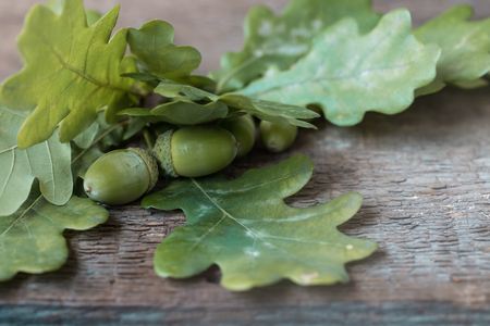 Green acorns on the rustic wooden background, tonedの写真素材