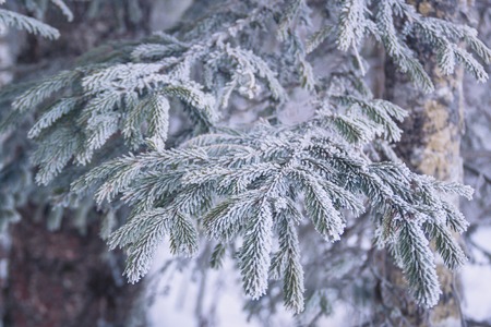 Fir branch on snow, Christmas winter postcard concept, toned