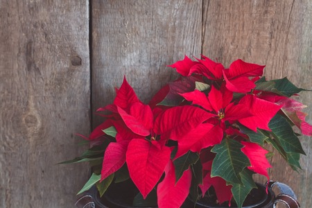 Christmas Poinsettia isolated on the vintage wooden background. Toned image.の写真素材