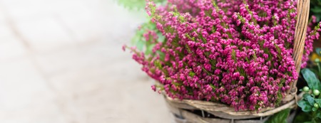 Cultivated potted pink calluna vulgaris or common heather flowers in sunlight, banner, tonedの写真素材