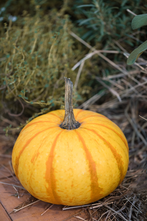 Small yellow pumpkin on straw, selective focus, toned, Thanksgiving postcard conceptの写真素材