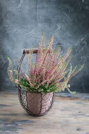 Cultivated potted pink calluna vulgaris or common heather flowers standing on wooden background, tonedの写真素材