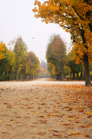 Beautiful romantic alley in a park with colorful trees and sunlight. autumn natural backgroundの写真素材
