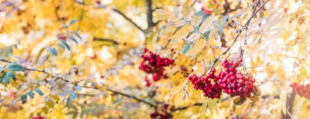 Ripe red ashberry on autumn leaves background, banner, tonedの写真素材