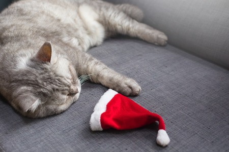 Cute cat resting on sofa with a Santa's hat, Christmas afterparty concept, with a copyspaceの写真素材