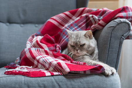 Lazy British Short Hair cat lying in the armchair with a Christmas colors blanket, tonedの写真素材