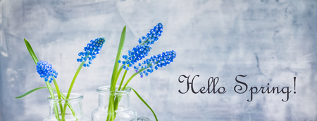 Blue Muscari in glass vases, Spring March Women's Day postcard banner, tonedの写真素材