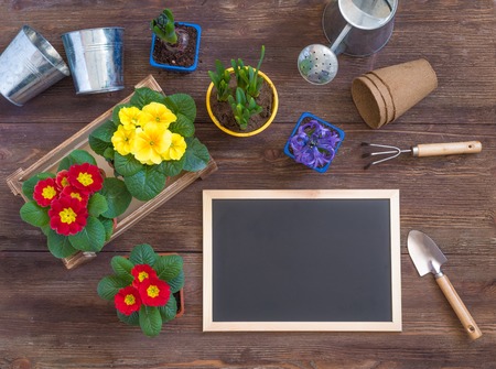 Primrose Primula Vulgaris, violet hyacinth, daffodils potted, tools, woman hands, spring gardening postcard concept, wooden backgroundの写真素材