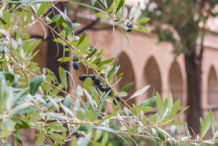 Italian fresh ripe olives growing in the tree over the mediterrinean architecture background, tonedの写真素材