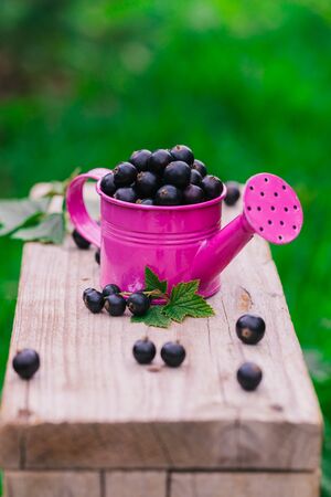 Fresh ripe blackcurrant scattered and one pink metal watering can on old wooden table, summer harvest conceptの写真素材