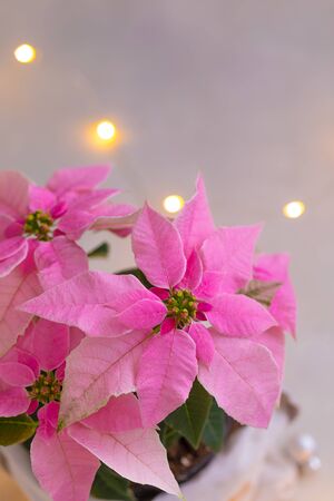 Christmas pink poinsettia isolated with sparkling garland, tonedの写真素材
