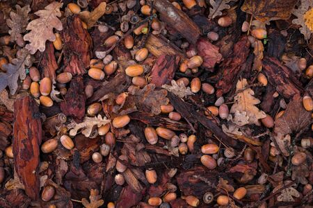 Autumn background of acorns and leaves covered with hora-frost collected under an oak treeの写真素材