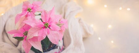 Christmas pink poinsettia potted with beige knitted pullover with sparkling garland, tonedの写真素材