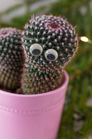 Cactus with googly eyes, potted in pink, over the fir-tree branches background, tonedの写真素材