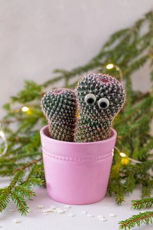 Cactus with googly eyes, potted, over the fir-tree branches background, tonedの写真素材