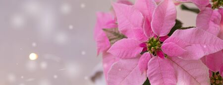 Christmas pink poinsettia isolated with sparkling garland, tonedの写真素材