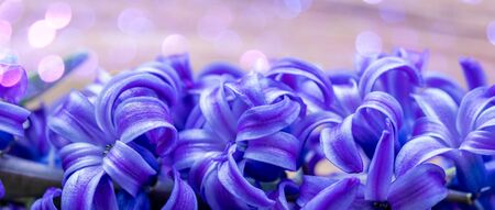 Blue purple fresh hyacinth flowers row macro greetings postcard background banner, selective focus, fairy dust textureの写真素材