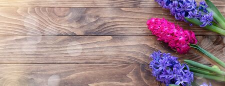 March 8 spring concept banner with pink and purple hyacinths on wooden background, with a copy spaceの写真素材