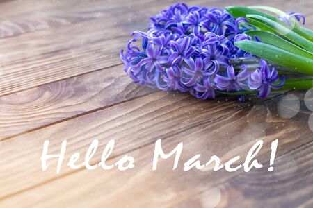 March 8 spring concept postcard with blue violet hyacinths on wooden background, with a text Hello Marchの写真素材