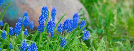 Tender blue muscari flowers in the daylight, banner, selective focusの写真素材