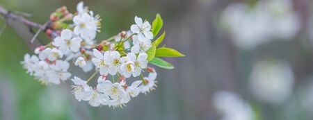Branch of a blossoming cherry tree with white flowers, macro, spring March Easter greeting concept...
