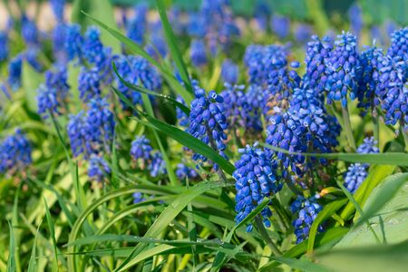 Tender blue muscari flowers in the daylight, focusの写真素材