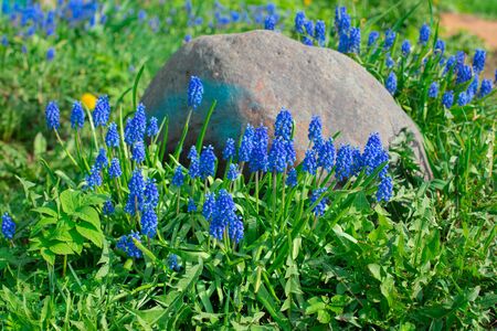 Tender blue muscari flowers in the daylight, focusの写真素材