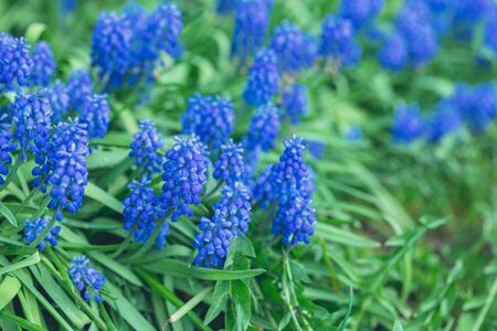 Tender blue muscari flowers in the daylight, focusの写真素材
