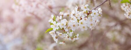 Branch of a blossoming cherry tree with white flowers, macro, spring March Easter greeting concept bannerの写真素材