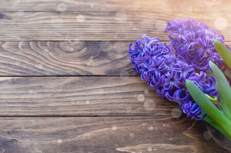 March 8 spring concept with blue violet hyacinths on wooden background, with a copy spaceの写真素材