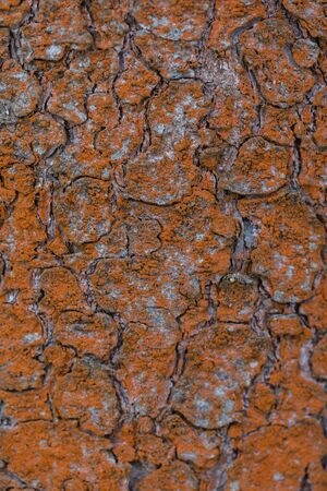 Old bark of pine tree texture background, slective focus, tonedの写真素材