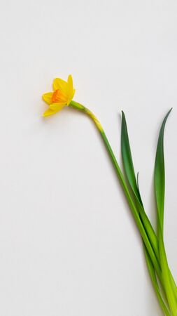 Fresh cutted yellow blooming daffodil on beige background, 8 March, Women's, mother's Day, Easter concept bannerの写真素材