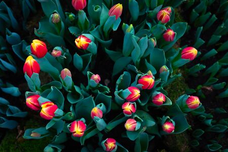Colorful vivid fresh tulips bouquet flat lay background, March 8, Easter, Women's Mother's Day...