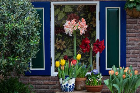 Moscow, Russia, February 15, 2020. Spring tulip flower show at the Botanical gardens, colorful garden in front of the cottage with Holland styled windowのeditorial素材
