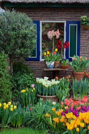 Moscow, Russia, February 15, 2020. Spring tulip flower show at the Botanical gardens, colorful garden in front of the cottage with Holland styled windowのeditorial素材