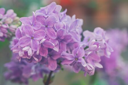 Lilac branch background, copyspace, selective focus, toned vintage, 9 May postcard concept